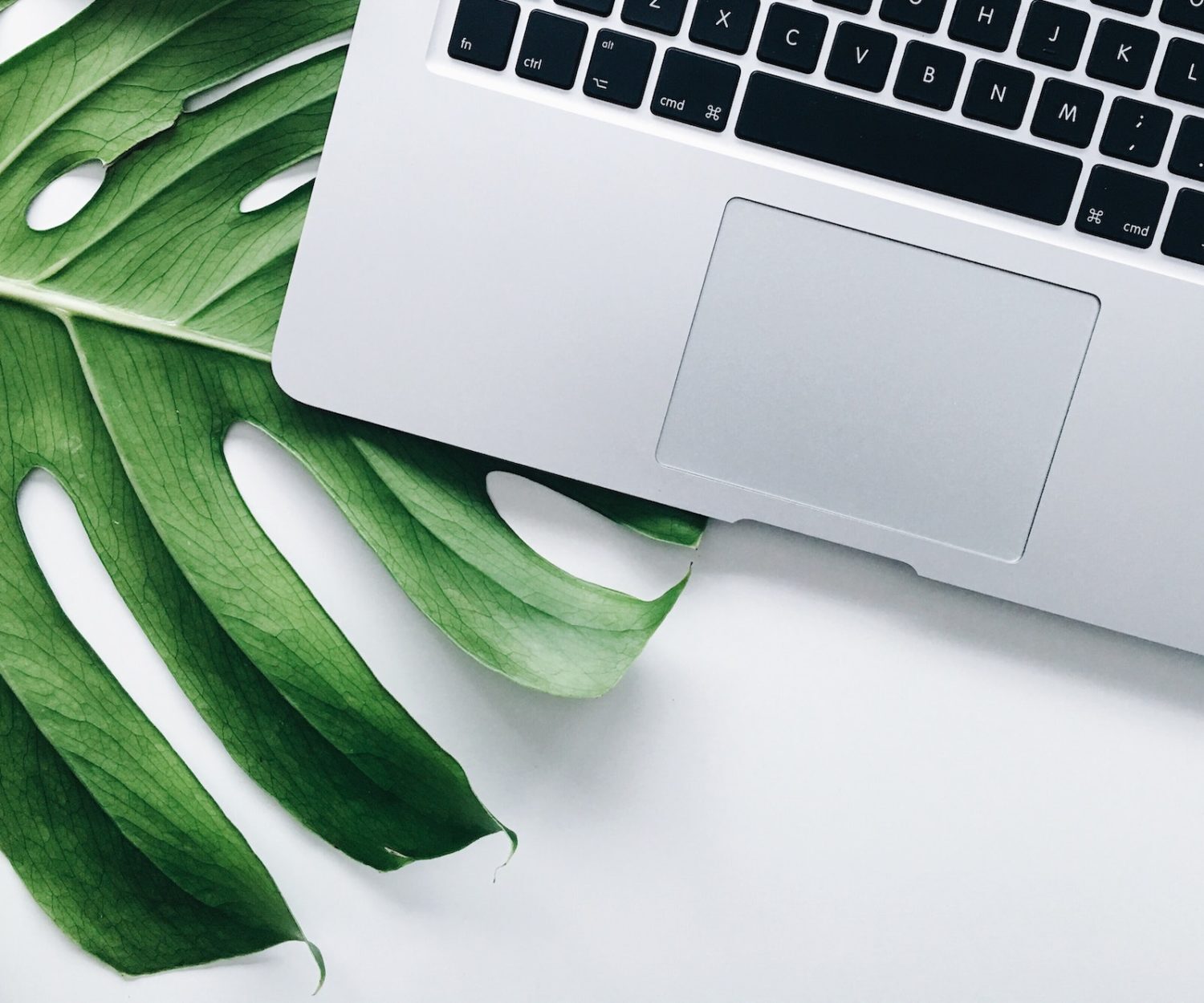 ordinateur et plante